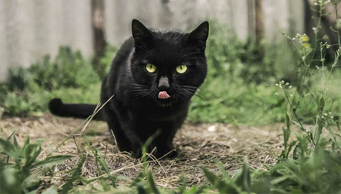 cách giải đen lô đề tránh mèo đen